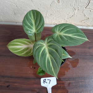 #R7 Two x Headed Philodendron Tinkle Bell