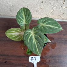 Load image into Gallery viewer, #R7 Two x Headed Philodendron Tinkle Bell