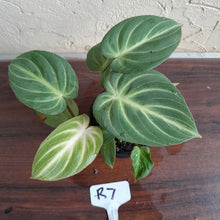 Load image into Gallery viewer, #R7 Two x Headed Philodendron Tinkle Bell