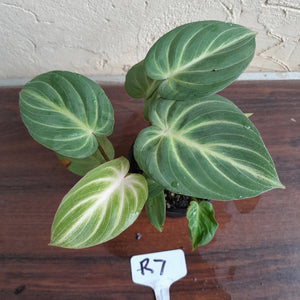#R7 Two x Headed Philodendron Tinkle Bell