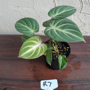 #R7 Two x Headed Philodendron Tinkle Bell