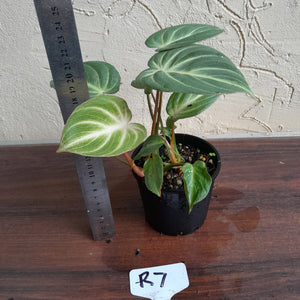 #R7 Two x Headed Philodendron Tinkle Bell