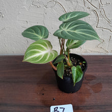 Load image into Gallery viewer, #R7 Two x Headed Philodendron Tinkle Bell