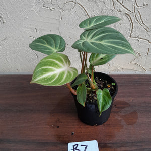 #R7 Two x Headed Philodendron Tinkle Bell
