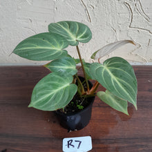 Load image into Gallery viewer, #R7 Two x Headed Philodendron Tinkle Bell
