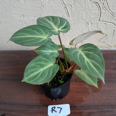 #R7 Two x Headed Philodendron Tinkle Bell