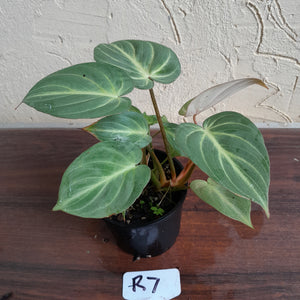 #R7 Two x Headed Philodendron Tinkle Bell
