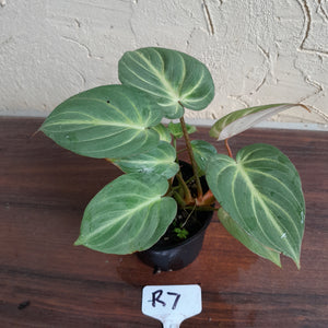 #R7 Two x Headed Philodendron Tinkle Bell