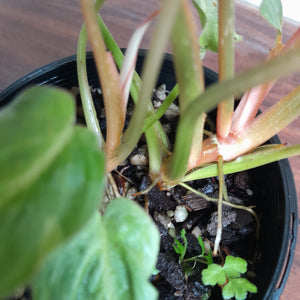 #R7 Two x Headed Philodendron Tinkle Bell