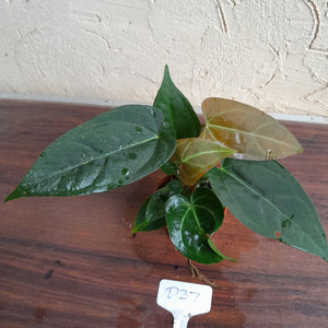 #D27 Two x Headed Anthurium Black Sensation x