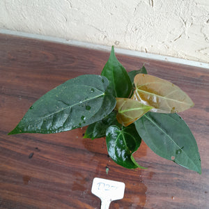 #D27 Two x Headed Anthurium Black Sensation x