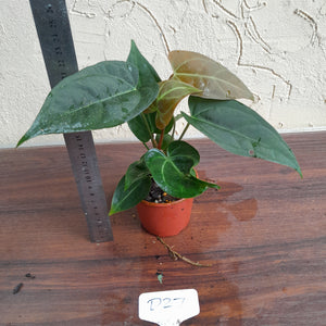 #D27 Two x Headed Anthurium Black Sensation x