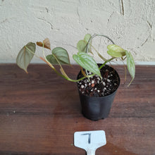 Load image into Gallery viewer, #7 Philodendron Brandtianum