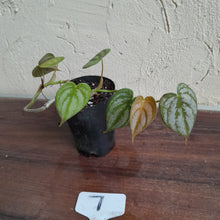 Load image into Gallery viewer, #7 Philodendron Brandtianum