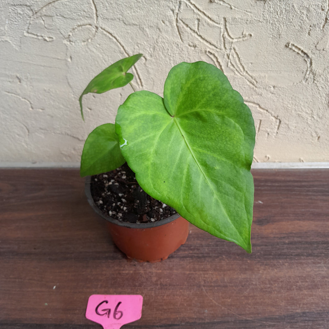 #G6 Anthurium Macrolobium x