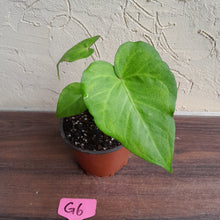 Load image into Gallery viewer, #G6 Anthurium Macrolobium x