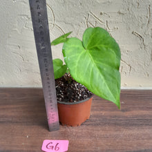 Load image into Gallery viewer, #G6 Anthurium Macrolobium x