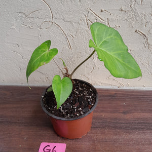 #G6 Anthurium Macrolobium x