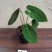 Load image into Gallery viewer, #52 Anthurium Forgetii x (Papillilaminum x Dressleri)