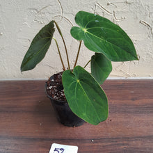 Load image into Gallery viewer, #52 Anthurium Forgetii x (Papillilaminum x Dressleri)