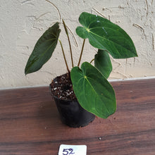 Load image into Gallery viewer, #52 Anthurium Forgetii x (Papillilaminum x Dressleri)