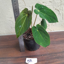 Load image into Gallery viewer, #52 Anthurium Forgetii x (Papillilaminum x Dressleri)