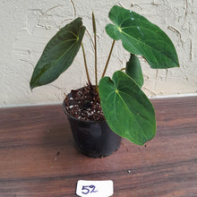 Load image into Gallery viewer, #52 Anthurium Forgetii x (Papillilaminum x Dressleri)