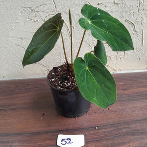 #52 Anthurium Forgetii x (Papillilaminum x Dressleri)