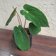 Load image into Gallery viewer, #52 Anthurium Forgetii x (Papillilaminum x Dressleri)