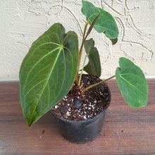 Load image into Gallery viewer, #52 Anthurium Forgetii x (Papillilaminum x Dressleri)