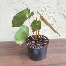 Load image into Gallery viewer, #52 Anthurium Forgetii x (Papillilaminum x Dressleri)