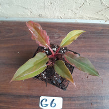 Load image into Gallery viewer, #G6 Philodendron Hendersons Pride x - Red Form