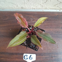 Load image into Gallery viewer, #G6 Philodendron Hendersons Pride x - Red Form