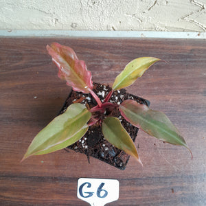#G6 Philodendron Hendersons Pride x - Red Form