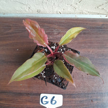 Load image into Gallery viewer, #G6 Philodendron Hendersons Pride x - Red Form