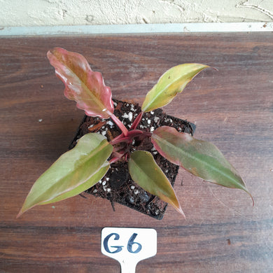 #G6 Philodendron Hendersons Pride x - Red Form