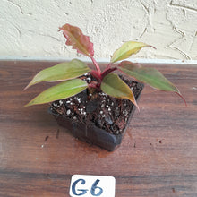Load image into Gallery viewer, #G6 Philodendron Hendersons Pride x - Red Form