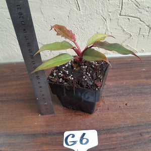 #G6 Philodendron Hendersons Pride x - Red Form
