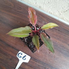 Load image into Gallery viewer, #G6 Philodendron Hendersons Pride x - Red Form