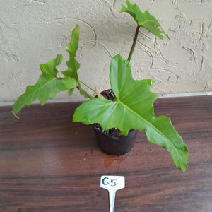 #G5 Philodendron Golden Dragon
