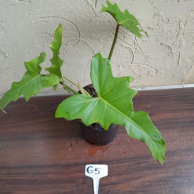 #G5 Philodendron Golden Dragon