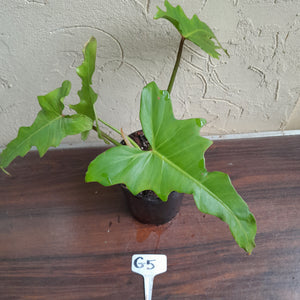 #G5 Philodendron Golden Dragon