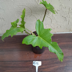 #G5 Philodendron Golden Dragon