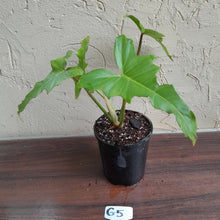 Load image into Gallery viewer, #G5 Philodendron Golden Dragon