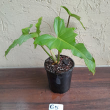 Load image into Gallery viewer, #G5 Philodendron Golden Dragon