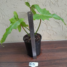 Load image into Gallery viewer, #G5 Philodendron Golden Dragon