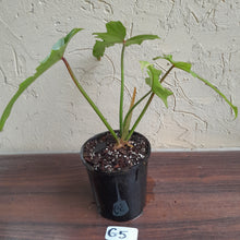 Load image into Gallery viewer, #G5 Philodendron Golden Dragon