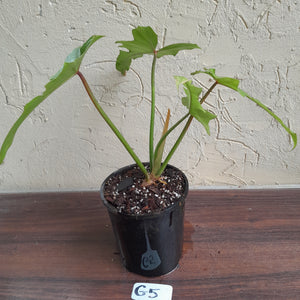 #G5 Philodendron Golden Dragon