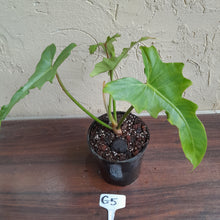Load image into Gallery viewer, #G5 Philodendron Golden Dragon