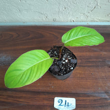 Load image into Gallery viewer, #24 Philodendron Geniculatum